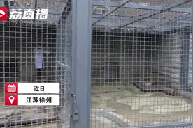 大阵仗！给11岁东北虎做美甲，总共分了几步？有图有视频图片