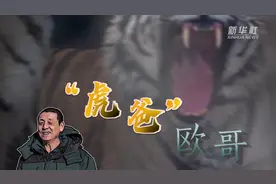 “虎爸”欧哥——虎年新春走近“百兽之王”饲养员图片