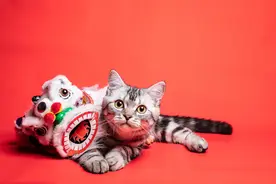 猫狗过大年，花钱比我多图片