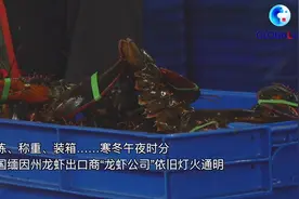 全球连线 | 美国龙虾这样“游”进中国菜篮子图片