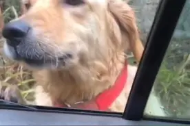 女子拜年偶遇丢失一年的狗狗，还带回四只幼崽图片