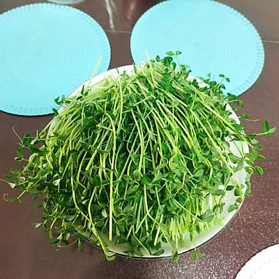 豆苗怎么做好吃又简单的方法,豌豆苗这样做,营养不流失,关键还好吃