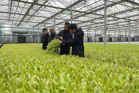 温岭农民大学生高科技种瓜果，年产值1亿全村致富图片