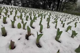 大雪天太子湾的郁金香怎么样了？别担心，人家好着呢图片