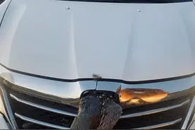 高速上野鸡撞破车标插入车头，网友评论：本田变“卡雁（宴）”图片