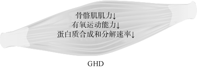 能促进肌肉生长，增强肌肉力量的生长激素究竟对骨骼肌有什么影响？