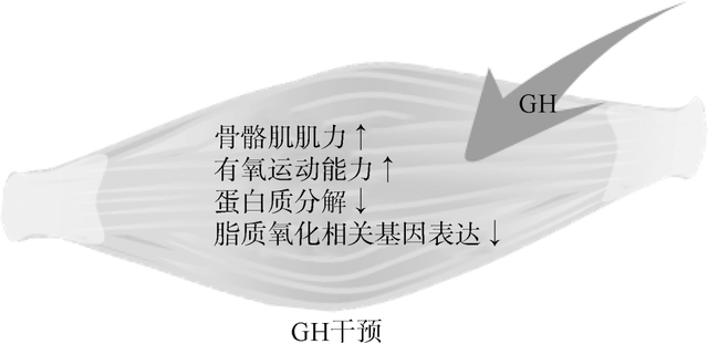 能促进肌肉生长，增强肌肉力量的生长激素究竟对骨骼肌有什么影响？