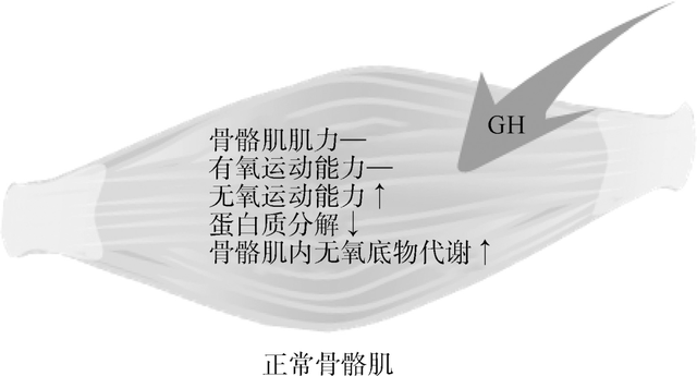 能促进肌肉生长，增强肌肉力量的生长激素究竟对骨骼肌有什么影响？