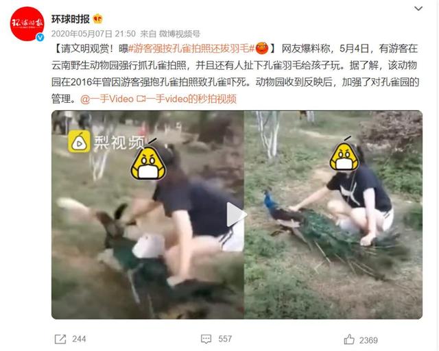白色孔雀逃脱游戏攻略（云南一动物园内游客追逐孔雀还拔毛）