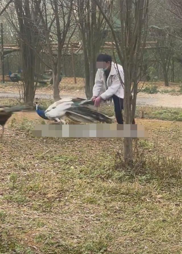 云南一动物园内游客追逐孔雀还拔毛，园方：尚未找到当事游客