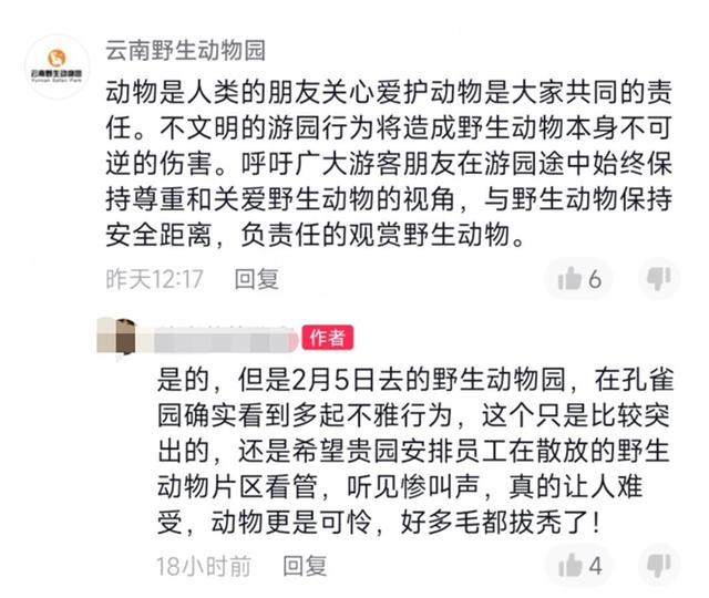 云南一动物园内游客追逐孔雀还拔毛，园方：尚未找到当事游客