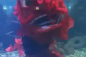 特写｜水下舞狮人图片