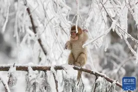 雪中猴趣图片
