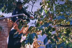 糯叽叽、会流心、挂满糖霜，苦等一年的富平柿饼终于来了图片