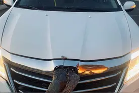 山东一男子高速上被野鸡撞掉车标扎进车头，网友：“卡雁”图片