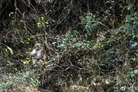罕见！浙江发现国家二级保护野生动物猕猴群图片