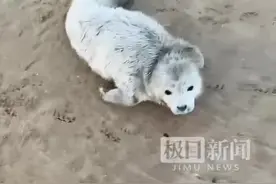 毛茸茸的小可爱趴在海滩上，原来是国家一级保护动物的幼崽图片