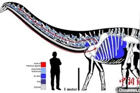 恐龙也“感冒”？国际最新研究发现恐龙呼吸道感染化石证据图片