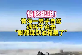 青海一男子自驾遇牦牛追击惊险逃脱：脚都“踩到油箱里了”图片