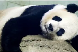 补壹刀：疯狂！美国极端反华政客连中国熊猫都怕了图片