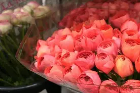 中国“浪漫经济”促荷兰鲜花贸易“盛放”视频封面