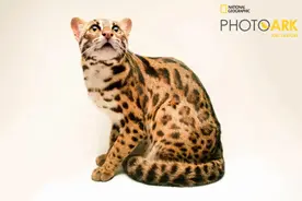 奶凶界的天花板，看一眼人都酥了图片