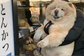 可可爱爱！松狮犬不小心屁股栽进水盆里，下一秒的表情萌翻了图片