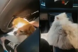 顺风车司机载三名乘客均带宠物：都是春节返程的，理解养宠人视频封面