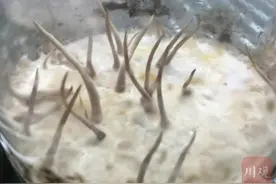 实现“虫草自由”？三问冬虫夏草人工培育图片