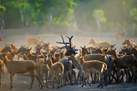 “上古瑞兽”归国成长记 四不像回来了，姜子牙安在图片