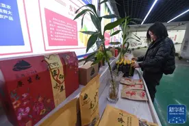 浙江临安：回乡创业“新农人”助力乡村振兴图片