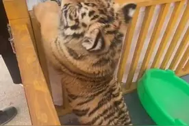 安徽一动物园可以摸老虎？园方回应图片