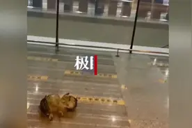 猫头鹰兰州机场“晕倒”后续：翅膀骨折，民警收养一晚后送至救助站图片