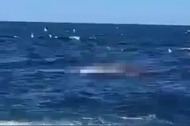 澳大利亚：一男子生命最后时刻大声呼救，众目睽睽下被大白鲨吃掉图片