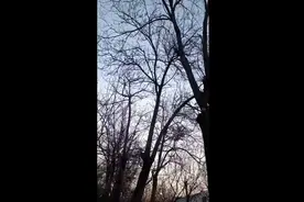 枝头的歌唱图片