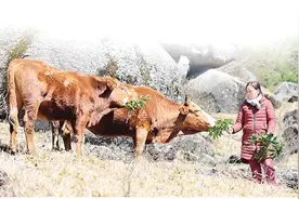 高山养殖与保护生态两不误！“女汉子”蒋翠连：天湖高寒山区养牛有绝招图片