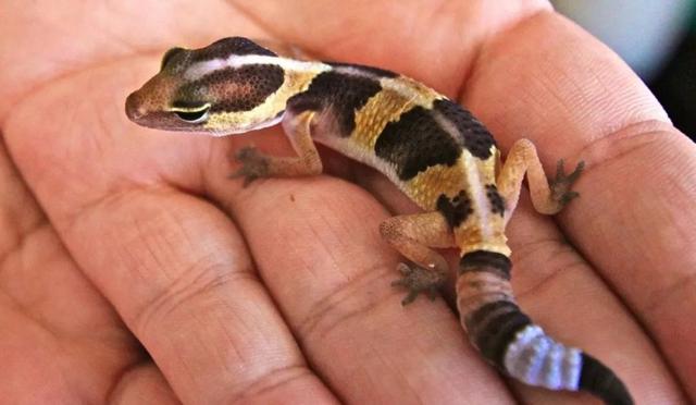 甜甜的身体乳会吸引蟑螂吗