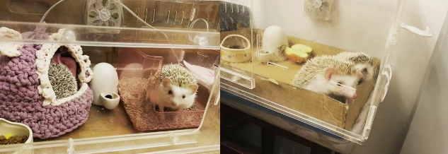 甜甜的身体乳会吸引蟑螂吗