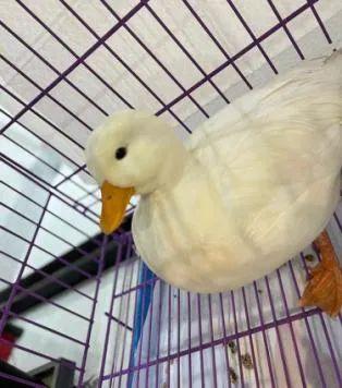 甜甜的身体乳会吸引蟑螂吗