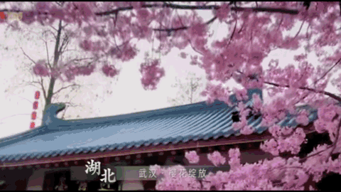 全国赏春花时间表出炉！你的家乡上榜了吗？