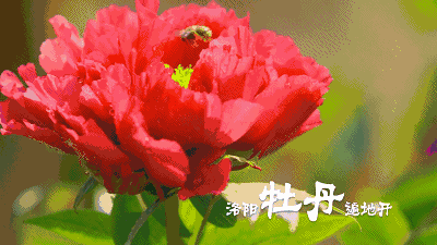 全国赏春花时间表出炉！你的家乡上榜了吗？