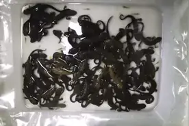 国家二级保护动物10元一条当街卖，警方：查图片