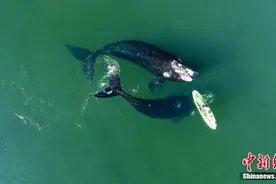 阿根廷无人机拍下鲸鱼与人和谐共处画面图片