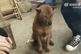 轻松一刻，广西一只狗狗在烤火中打瞌睡，像不像打瞌睡的你？图片