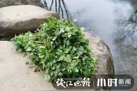 太阳出来喜洋洋，杭州阿姨挖了足足两大袋水芹菜，这种乐趣你也可以有图片