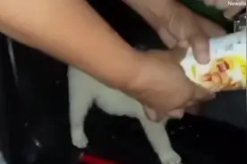 菲律宾一只狗的头被空罐头卡住 主人揭开罐头盖子相救图片