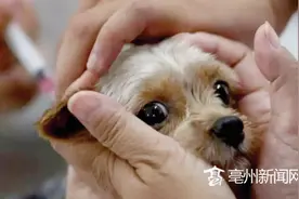 你家的宠物狗，打疫苗了吗？图片