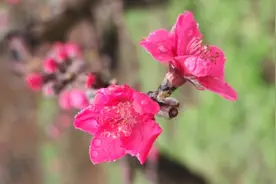 广东河源连平万亩桃花含苞待放，预计本周迎来最佳观赏期视频封面