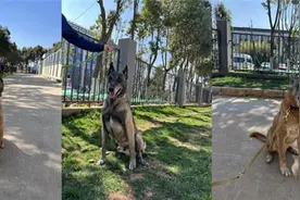 “限量版”退役搜救犬对外领养，你心动了吗？图片