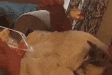 每日一笑，你家的猫也是这么吃饭的吗图片